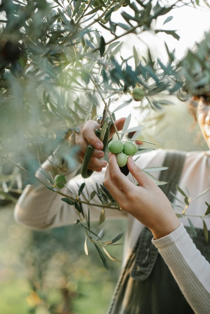 harvesting olives in Turkey for premium extra virgin olive oil production