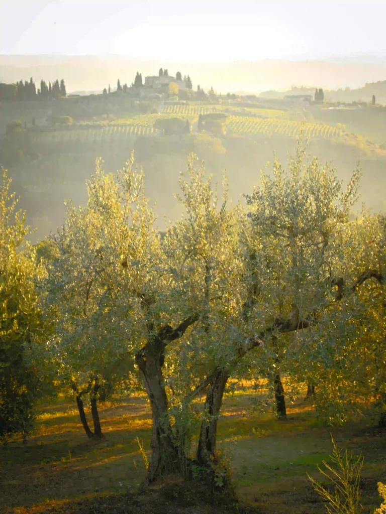 olive groves in Turkey for extra virgin olive oil production natural landscape