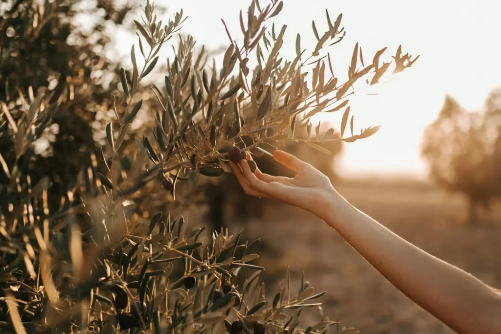 harvesting olives for extra virgin olive oil production in Turkey